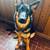 German Shepherd 4 thumbnail