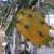 Dragon Fruit (Pitahaya) Branches, Red Flesh/Yellow; Cutting/Potted 2 thumbnail