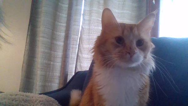 Free to good home:  3 Year old male orange tabby cat 1