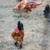 Bantams 4 thumbnail