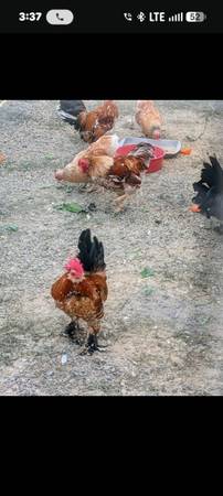 Gallinas enanas (Paramount)