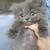 Persian kittens 2months 4 thumbnail