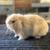 Holland lop baby bunnies 19 thumbnail