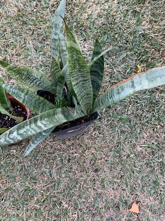 Sanseveria Zeylanica Snake Mother In Law Tongue Live Plant 1
