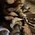 Straight run barnyard mix chicks ( 2 months old) 2 thumbnail