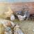 Blue lace Wyandotte chickens-gallinas-laying hens 2 thumbnail