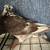 Homing Pigeons 2 thumbnail