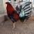 Roosters  / Gallos 8 thumbnail