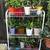 Growing Jade, Flow succulents to in ceramic pots - 6 each 1 thumbnail