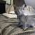 Female Kittens 4 thumbnail
