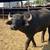 Horned Cattle  Some Big Racks & Water Buffalo Bulls 8 thumbnail