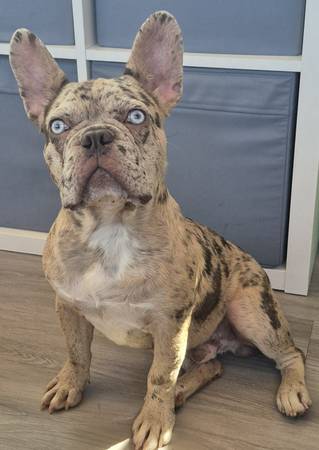 Frenchie63893600686339122
