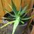 Moving! Aloe Plants! 4 thumbnail