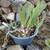 Bearded Iris 2 thumbnail