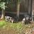 Baby Pigs Short breed 16 thumbnail