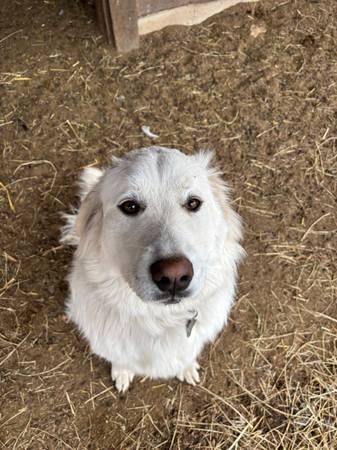 Re-homing Great Pyrenees dog (Olathe KS)63903108902274124
