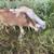 Sheep ewes 4 thumbnail