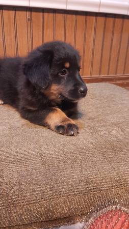 Molly (Tarlton)63864565737987122