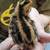 Jumbo Brown Coturnix Quail Chicks 2 thumbnail