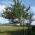 Yellow transparent apple tree 10 thumbnail