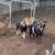 Tengo  32 borregas chicas y grandes  y 9 chivas 3 thumbnail