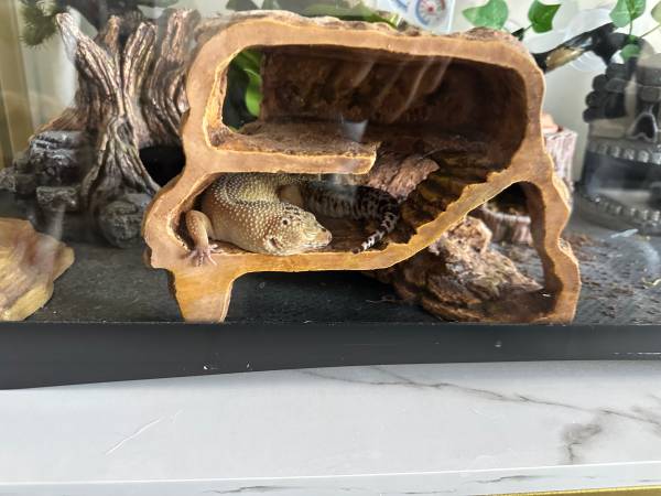 Leopard Geckos (Atlanta)63922481126274122