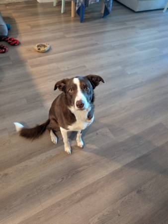 Meet Cedar – Border Collie Looking for a Home (Hartford)63427327344513123