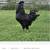 Purebred Roosters/Welsh Harlequin drakes 1 thumbnail