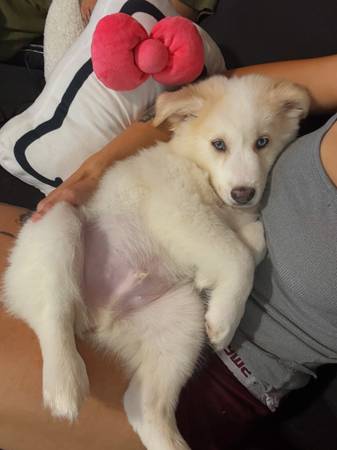 Cachorro Husky/Lab (Jacksonville)63925384940802123