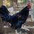 Chickens for sale 4 thumbnail