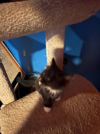 Kittens (Kennewick)63922852512131124