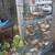 wire fencing 18 ft., Redwood posts 3 thumbnail