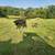 Cows 4 thumbnail