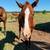 2025 AQHA Weanling Colt 1 thumbnail