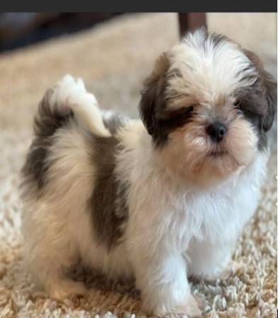 Perfect shihtzu 1