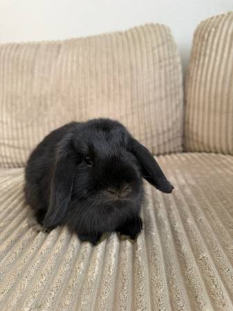 Holland lop bunny (Las Vegas)