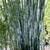 Clumping Blue Bamboo ~ B. chungii & B. chungii 'Barbellata' 18 thumbnail