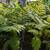 Australian Tree Fern 17 thumbnail
