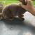 Purebred Rex rabbits 5 thumbnail