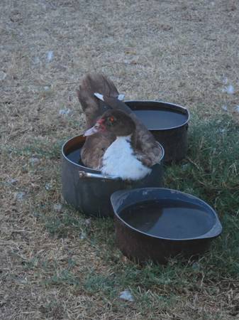 Ducks 1