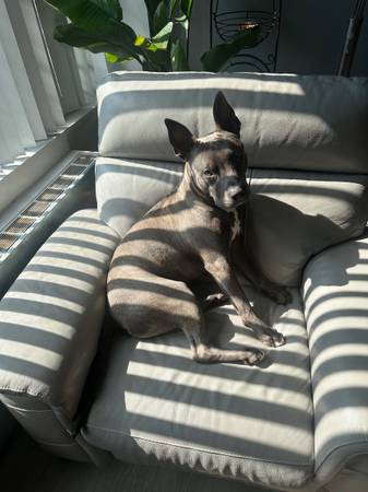 Blue nose puppy pitbull rehome - 350 (bronx)63923588825731122