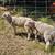 Lambs 3 thumbnail