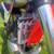 97 CR250R 10 thumbnail