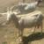 Sheep & Goats 3 thumbnail