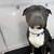 Mobile Dog Grooming Services 9 thumbnail