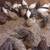 Jumbo Coturnix Quails & Button Quails 1 thumbnail
