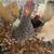 Chickens 1 thumbnail