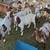 Sheeps Goats Borregos Chivos 1 thumbnail