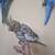 Cockatiel 1 thumbnail