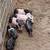 Baby pot belly pigs mix 6 thumbnail